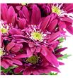 Marg saba fucsia - MSABFUC1