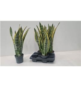 Pl. sanseveria laurentis 55cm x4 - SANLAU41455