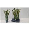 Pl. sanseveria laurentis 55cm x4 - SANLAU41455