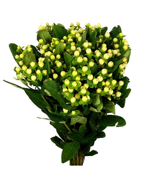 Hypericum cool romance 70 - HYPCOOROM