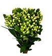 Hypericum cool romance 70 - HYPCOOROM