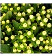 Hypericum cool romance 70 - HYPCOOROM1