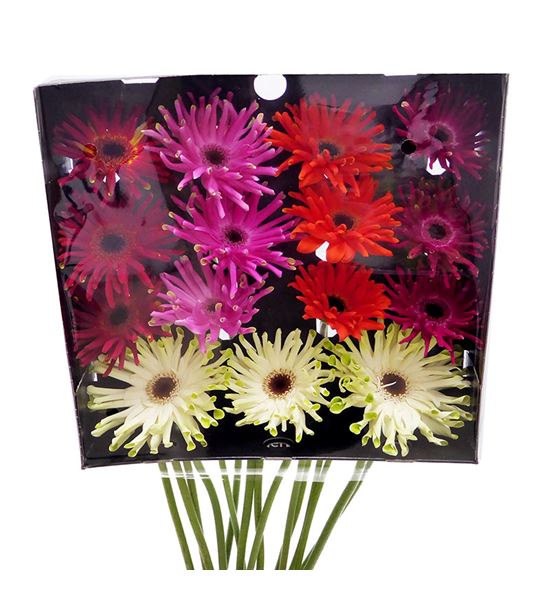 Gerbera pastini mixto 50 x15 - GERPASMIX