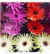 Gerbera pastini mixto 50 x15 - GERPASMIX1