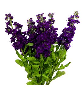 Matthiola aida purple 55 - MATAIDPUR