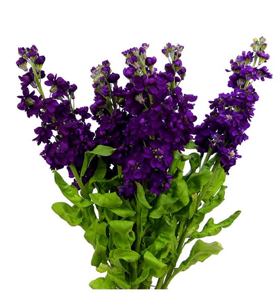 Matthiola aida purple 55 - MATAIDPUR