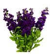 Matthiola aida purple 55 - MATAIDPUR