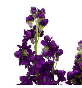 Matthiola aida purple 55 - MATAIDPUR