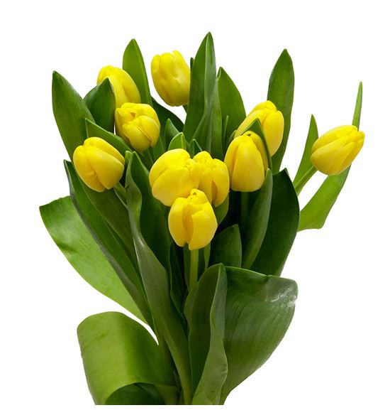 Tulipan antartica sun 42 - TULANTSUN