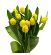 Tulipan antartica sun 42 - TULANTSUN