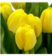 Tulipan antartica sun 42 - TULANTSUN1
