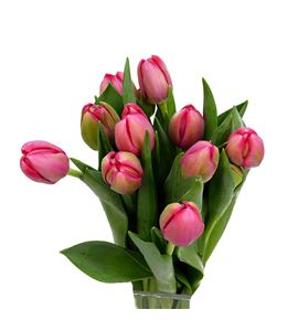 Tulipan belgravia 35 - TULBEL