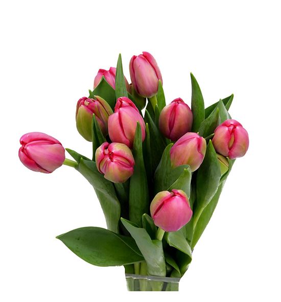 Tulipan belgravia 35 - TULBEL