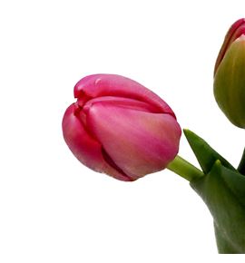 Tulipan belgravia 35 - TULBEL