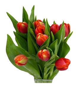 Tulipan terminator 40 - TULTER