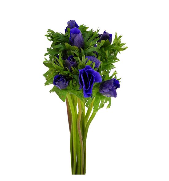 Anemona galil azul 50 - ANEGALAZU