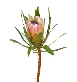 Protea white night 40 - PROWHINIG