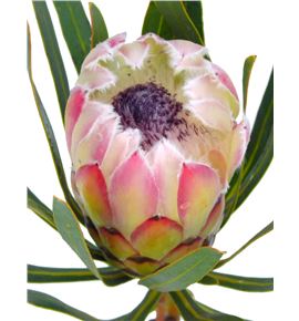 Protea white night 40 - PROWHINIG