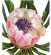 Protea white night 40 - PROWHINIG2