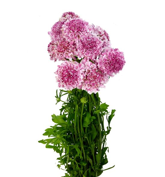 Scabiosa marsh scoop 50 - SCAMARSCO