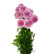 Scabiosa marsh scoop 50 - SCAMARSCO