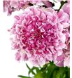 Scabiosa marsh scoop 50 - SCAMARSCO1