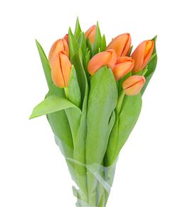 Tulipan delta storm 35 - TULDELSTR