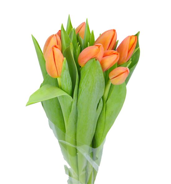 Tulipan delta storm 35 - TULDELSTR