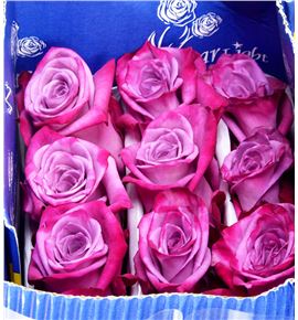 Rosa ecu modli blues 60 - RCMODBLU