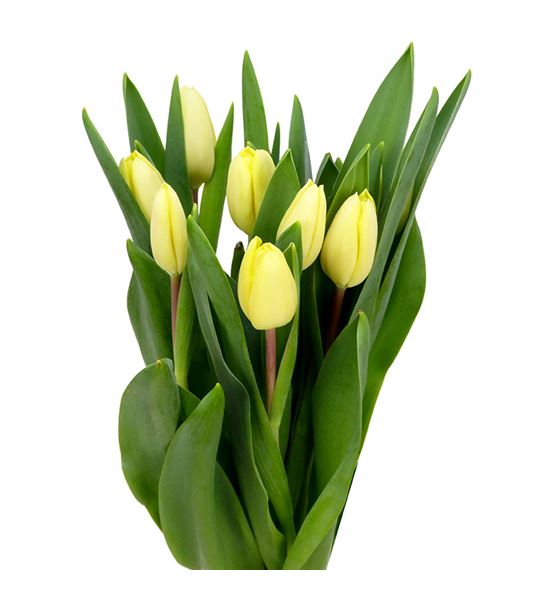 Tulipan crema fraiche 38 - TULCREFRA