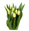 Tulipan crema fraiche 38 - TULCREFRA