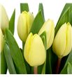 Tulipan crema fraiche 38 - TULCREFRA1