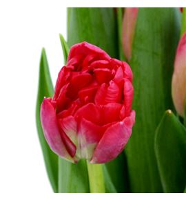 Tulipan double twist 42 - TULDOUTWI