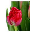 Tulipan double twist 42 - TULDOUTWI1