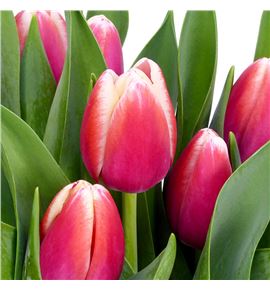 Tulipan hol outfit 36 - TULOUT