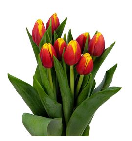 Tulipan rambo 44 - TULRAM