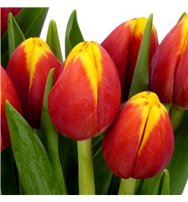 Tulipan rambo 44 - TULRAM
