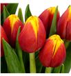 Tulipan rambo 44 - TULRAM1