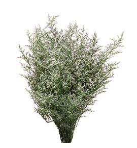Limonium misty white 80 - LIMMISWHI