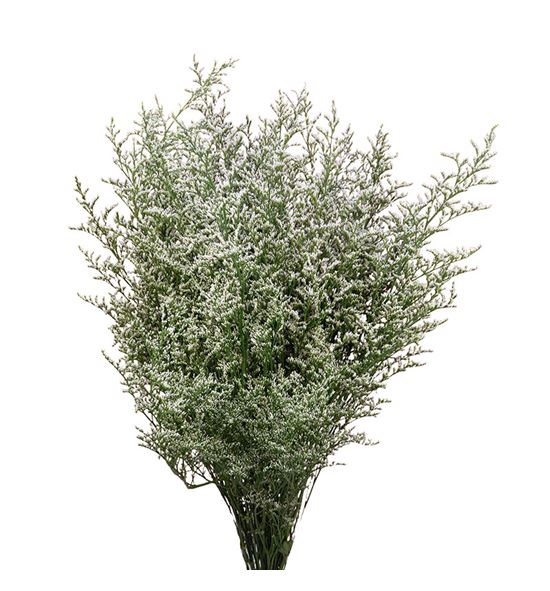 Limonium misty white 80 - LIMMISWHI