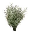 Limonium misty white 80 - LIMMISWHI