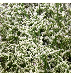 Limonium misty white 80 - LIMMISWHI