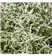 Limonium misty white 80 - LIMMISWHI1