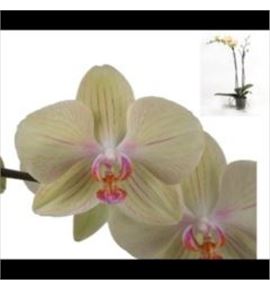 Pl. phalaenopsis amarilla 2t 80cm x12 - PHAAMA1212802