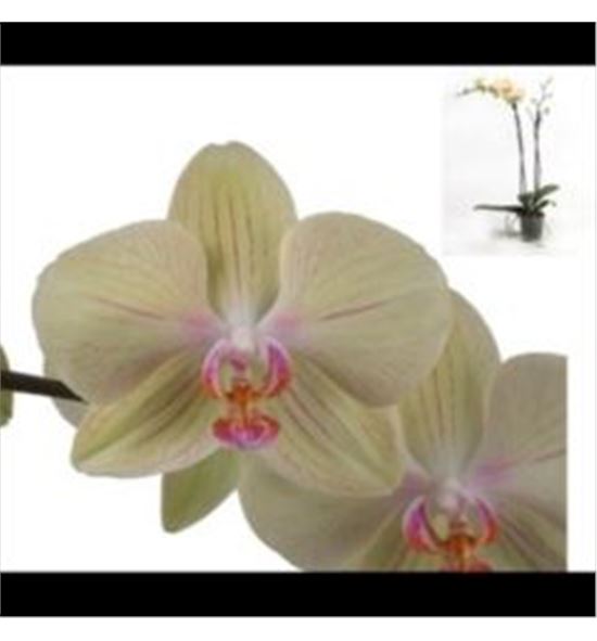 Pl. phalaenopsis amarilla 2t 80cm x12 - PHAAMA1212802
