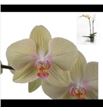 Pl. phalaenopsis amarilla 2t 80cm x12 - PHAAMA1212802