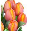 Tulipan royal ad rem 42 - TULADREM1
