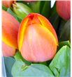 Tulipan royal ad rem 42 - TULADREM2