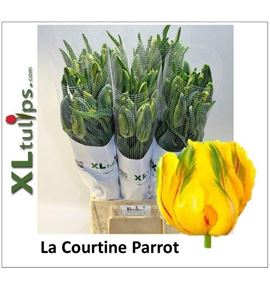 Tulipan la courtine parrot xl 55 - TULCOUPARXL