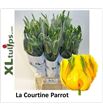Tulipan la courtine parrot xl 55 - TULCOUPARXL